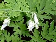 Dicentra formosa Alba